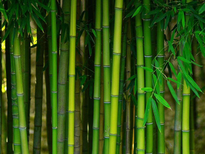 bamboo forest from Carpet Depot Inc in the North Hollywood, CA area